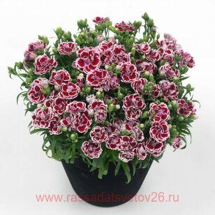 Гвоздика Sunflor Bianca 39