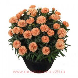 Гвоздика Sunflor® Luigi 58