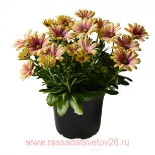 Остеоспермум Sunny Compact Harmony 54