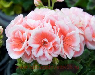 ���������� Sunrise� Jessy 42