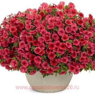 Петуния Mini Vista Coral 116