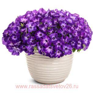 Петуния Vista Blue Moon 159