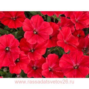 Петуния Vista Strawberry 167
