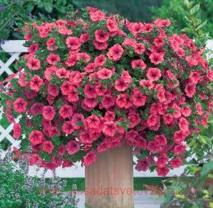 Петуния SURFINIA HOT RED 39