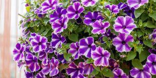 Петуния Surfinia® Trailing Lagoon Blue Star