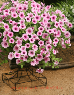 Петуния SURFINIA® PINK VEIN 174