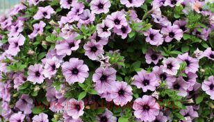 Петуния Surfinia® Compact Purple Vein 168