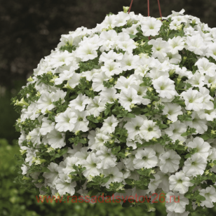 ������� SURFINIA CLASSIC Impulz White 64