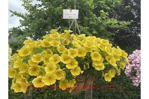 Петуния Potunia Canary Yellow 79