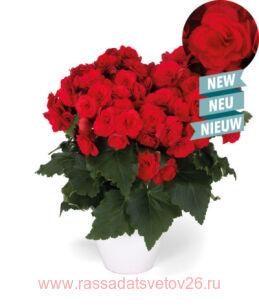 Бегония элатиор Sweeties Dark Red® 20