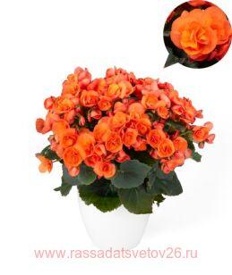 Бегония элатиор Sweeties Orange® 23