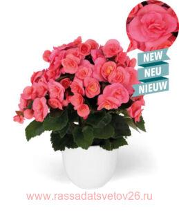 Бегония элатиор Sweeties Pink® 14