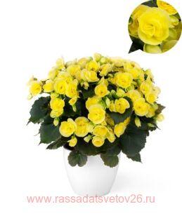 Бегония элатиор Sweeties Yellow® 22