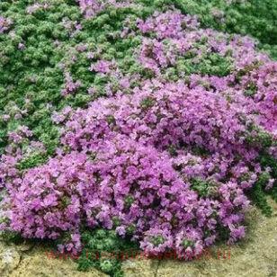Тимьян ранний Hall"s Variety Rosa 20