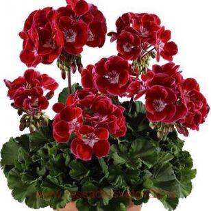 ���������� Dolce vita Kiss Red Eye 26