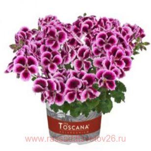 Пеларгония ангел FLORELLA PURPLE 200
