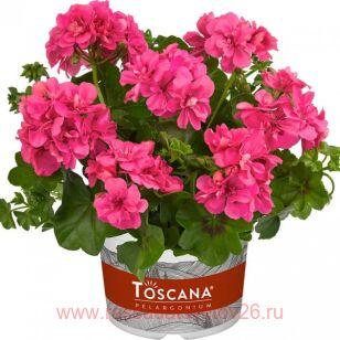 ���������� ������������ sunflair ana 83