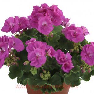  TREND LILAC LAVENDER NOVA 102