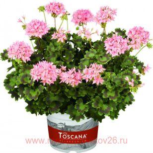 Пеларгония пестролистная SUMMER TWIST Pink 107