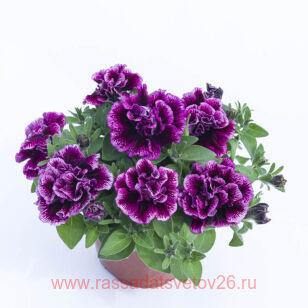 ПЕТУНИЯ TUMBELINA COMPACT JULIANNA 22
