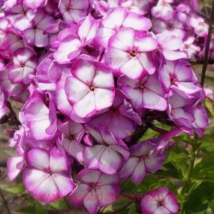 Флокс метельчатый Sweet Summer Fantasy 52