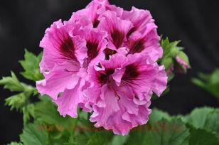 Королевская пеларгония Lavender Sensation 11