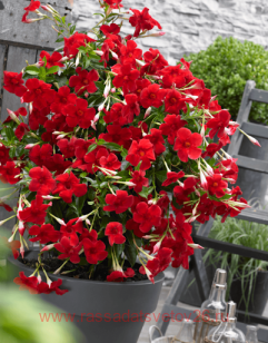 Дипладения Sundaville Big Red Imp 17