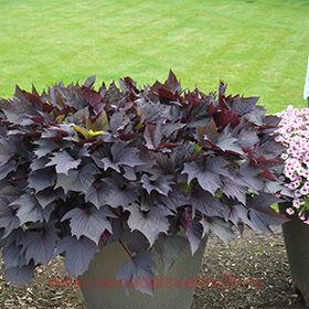  Sweet Caroline Bewitched 15