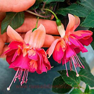  Marbeller Double	Salmon Orange