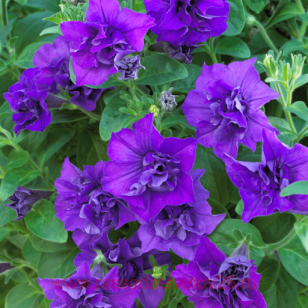  Surfinia Double Blue Star 118