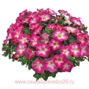 ������� VERANDA Pink Morn 44
