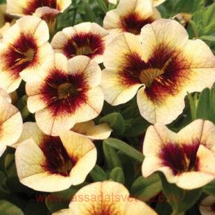  Superbells Banana Chocolate 9