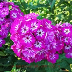 Флокс метельчатый Modern Art 83