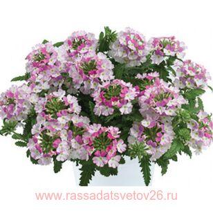 Вербена ампельная Vanessa Compact Bicolor Rose