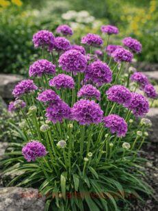 ������� ������������ Ballerina Lilac 8