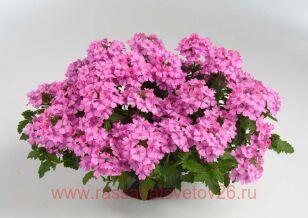 Вербена ампельная Vanessa Compact Pink