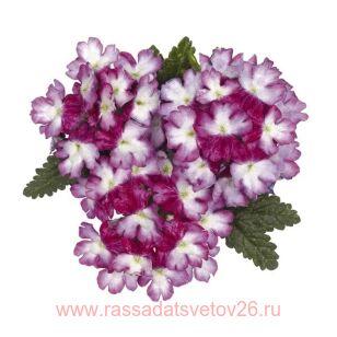 Вербена ампельная Wicked Beauty Burgundy