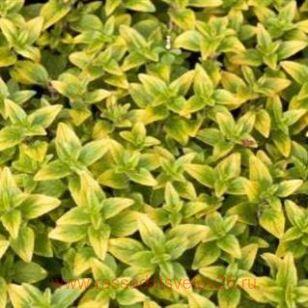 Ориганум (душица) Vitara Gold 10