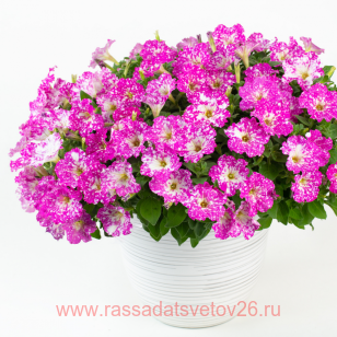 Петуния Magenta Comet 121