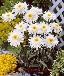 Нивяник наибольший Wirral Supreme 27