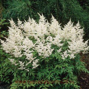 Астильба японская Washington 22