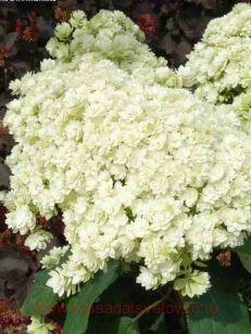 ��������� ����������� Double Annabelle 198