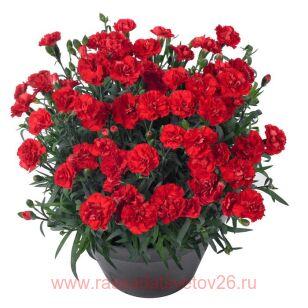 Гвоздика Sunflor Vulcano 59