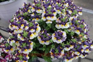 Немезия Escential Elderberry 9