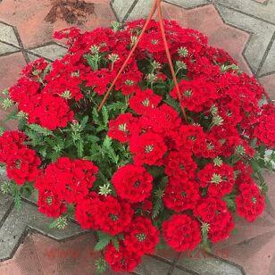 Вербена ампельная Empress Flair Red 30