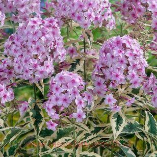   Creme de la Menthe 80