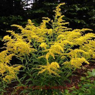 Солидаго канадское Goldking