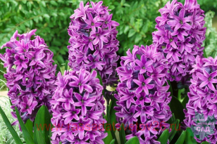 Гиацинт Hyacinthus Miss Saigon 5