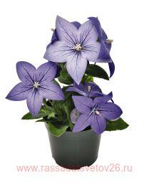 ���������� ��������������� pop star blue 4