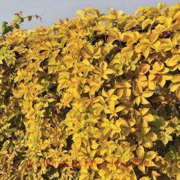 ������������ �������� Yellow Wall (������ �����)
